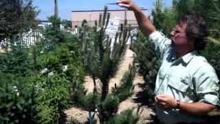 Pruning Pine and Fir Trees  Mickman Brothers Landscape Maintenance [upl. by Ravi]