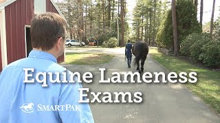 Equine Lameness Exams [upl. by Nawuq795]