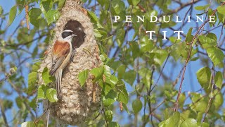 Penduline tit birds building a hanging nest [upl. by Inilam626]