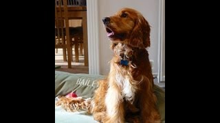 How to Stop Your Dog Barking in the Garden [upl. by Bonnee]