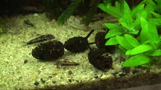 Corydoras Habrosus [upl. by Brenza]