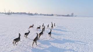 Caprioli che corrono nella neve 🦌❄️ [upl. by Htebesile]