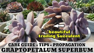 137 GRAPTOPETALUM SUPERBUM SUCCULENT CARE GUIDE  Succulent Care Tips 다육식물 多肉植物 Suculentas [upl. by Auria914]