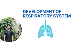 Development of Respiratory System  Lungs Embryology [upl. by Aeriela98]