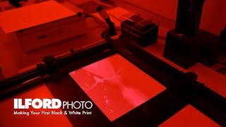 Making Your First Black amp White Darkroom Print [upl. by Alyak]