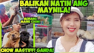 ANO KAYA ANG MERON DITO NGAYON MULI NATING BALIKAN ANG ARRANQUE PET MARKET [upl. by New]