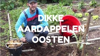 Toms Moestuin 2017  Dikke aardappelen Agria oogsten [upl. by Itteb430]