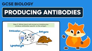 Producing Monoclonal Antibodies  GCSE Biology [upl. by Kinna896]