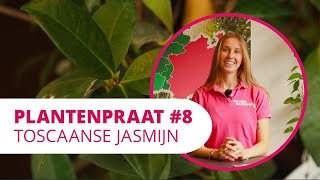 Plantenpraat 8  Toscaanse jasmijn [upl. by Nioe]