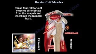 Rotator Cuff Muscles  Everything You Need To Know  Dr Nabil Ebraheim [upl. by Babette]