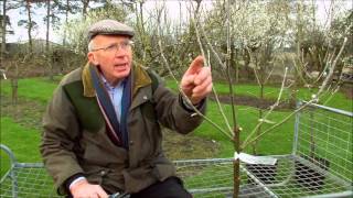 How to Prune Young Fruit Trees [upl. by Bethesda]