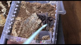 Kinagat yung straw Lasiodora parahybana rehousing [upl. by Rehsu]