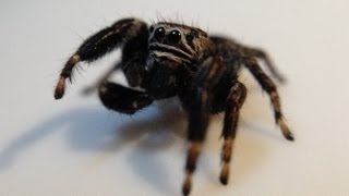 Skakun mały skaczący pajączek Jumping spider  macro Full HD [upl. by Alitta]