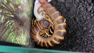 Scolopendra gigantea orange brown form feeding mouse [upl. by Hras]