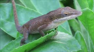 Green Anole Changing Color [upl. by Bartram]