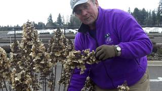 Pruning a Peegee Hydrangea [upl. by Corinne]