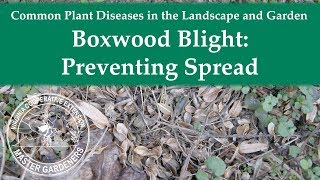 Boxwood Blight Preventing Spread [upl. by Colp]