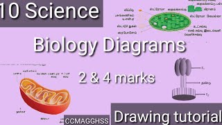 10 Science diagram  Anatomy unit Oxysomes Chloroplast and Mitochondria step by step tutorial [upl. by Darryl595]