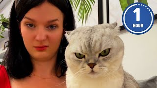 😹 FUNNIEST Cats Ever  Hilarious Cat Videos [upl. by Cass]