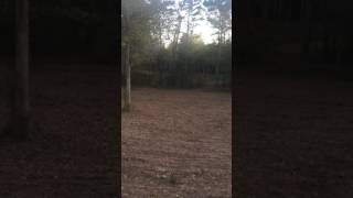 Merryville Outfitters  Louisiana Deer Hunting  Video 03 [upl. by Fedak]