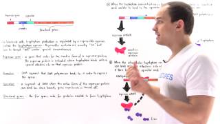 Tryptophan Operon [upl. by Brandie]