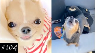 Chihuahua Dogs Compilation  Funny Dog Videos 2021 [upl. by Analart245]