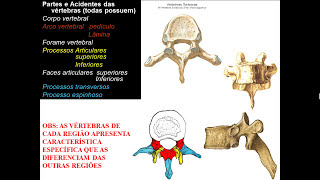 OSSOS DE TRONCO PARTE 2  CARACTERÍSTICAS VERTEBRAIS POR REGIÃO [upl. by Neelloc]