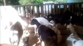 Goats Settling Herd Dynamics Dispute [upl. by Okime80]