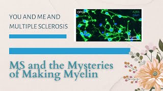 MS and the making of myelin new research findings [upl. by Annoyek]