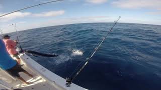 Marlin impales fisherman [upl. by Sieber]