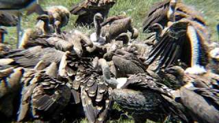 Vultures eating a zebra [upl. by Belier]