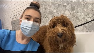 Cavapoo Dog Grooming [upl. by Gerti]