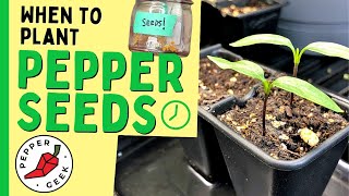 When To Plant Pepper Seeds Indoors  Pepper Geek [upl. by Winni489]