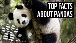 Top 10 Giant Panda Facts  Animal Fun Facts  WWF [upl. by Estrella]