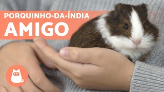 Como GANHAR A CONFIANÇA de um PORQUINHODAÍNDIA 🐹 em 4 dicas [upl. by Yentuoc]