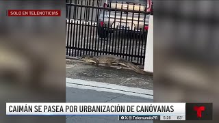 Caimán se pasea por urbanización de Canóvanas [upl. by Christmann235]