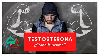 Testosterona ¿Cómo funciona en el organismo [upl. by Innavoig]