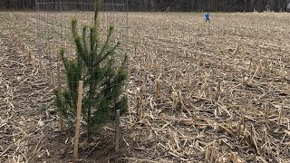 Habitat Series Episode 4 How to plant pine trees [upl. by Vahe541]