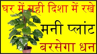 घर में सही दिशा में रखे मनी प्लांट बरसेगा धन money plant direction according to vastu [upl. by Fredia86]