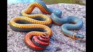 Taipan AustraliasExploring the Inland Taipan Australias Fierce Snake with the Deadliest Venom [upl. by Hunt]