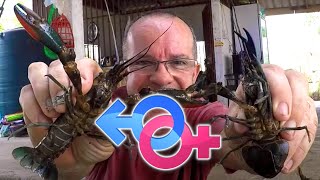 Differences Between MALE amp FEMALE Crayfish Simple Guide [upl. by Atsirhcal]