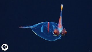 8 Incredible Deep Sea Oddities [upl. by Roede469]