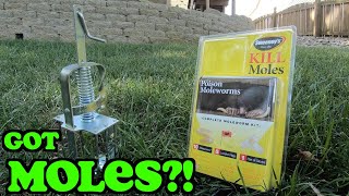 How to Get Rid of Moles  Mole Removal  Mole Trap vs Mole Poison [upl. by Sidwel]