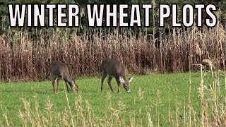 Winter Wheat Food Plots For Deer Antler Grow [upl. by Ahsitneuq]