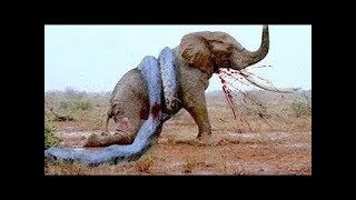 10 Extremas Peleas de Animales Salvajes Captadas en Cámara  TOP 10 Batallas Épicas de Animales [upl. by Aenehs604]