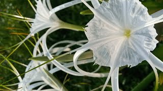 How to take care of Spider Lily plant Summer care Winter care and more [upl. by Eserehs]