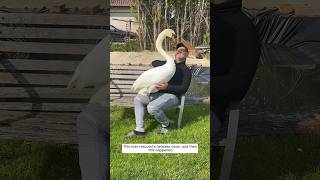 This man rescued a helpless swan and then this happened animalshorts shortvideo [upl. by Roosnam]