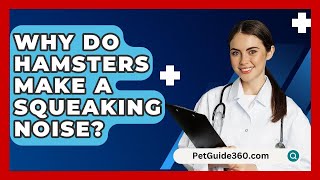 Why Do Hamsters Make A Squeaking Noise  PetGuide360com [upl. by Ardnassac]