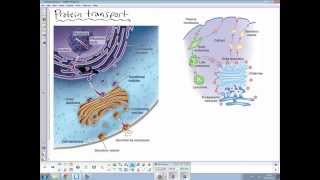 Protein transport [upl. by Nirb]