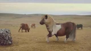 Moonwalking Pony TV Commercial 3 Mobile  UK TV ADVERT [upl. by Yecniuq739]